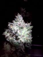 An image of Bubba Kush