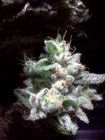 An image of Bubba Kush