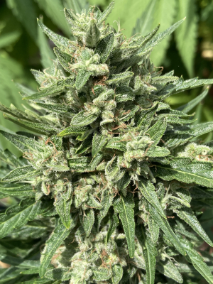 An image of Guava x Gelato 41 Auto