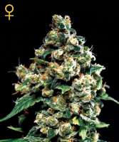 An image of Jack Herer