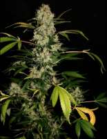 An image of Jack Herer