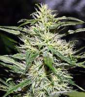 An image of Jack Herer