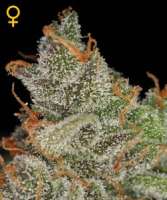 An image of King's Kush