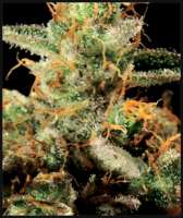 An image of King's Kush