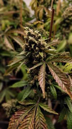 Super Lemon Haze's picture by oh-kin