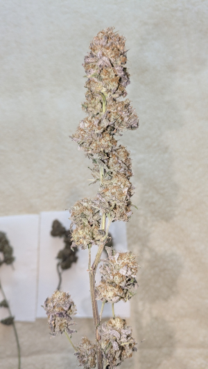 Super Lemon Haze x RS11's picture by PapaMJay