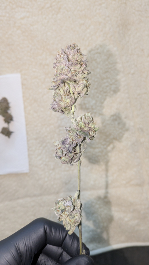 Super Lemon Haze x RS11's picture by PapaMJay