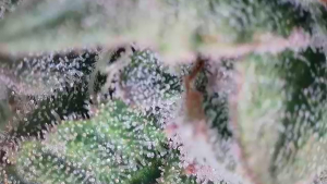 Image #14112538905401013