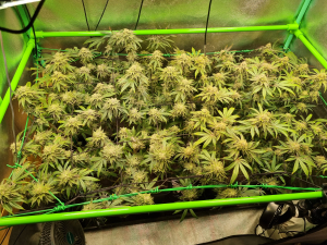 Image #14112578524546713