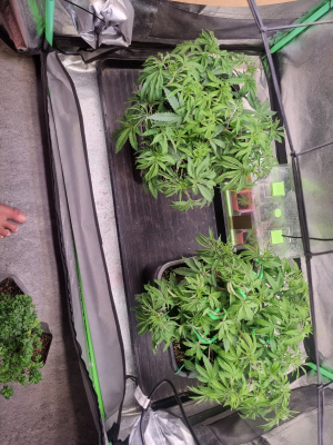 Image #14112593215462380