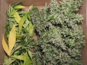 Super Silver Haze's picture by 25organics