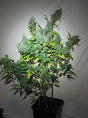 Super Silver Haze's picture by 25organics