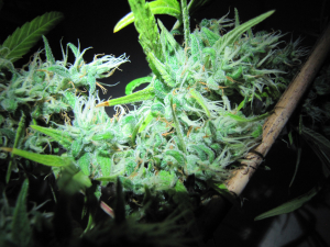 Super Silver Haze's picture by 25organics