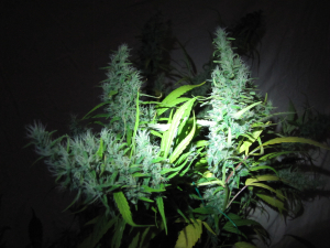 Super Silver Haze's picture by 25organics