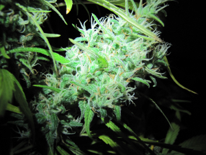 Super Silver Haze's picture by 25organics