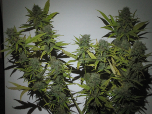 Super Silver Haze's picture by 25organics