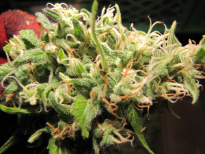 Super Silver Haze's picture by 25organics