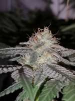 An image of Sweet Valley Kush