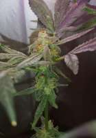 An image of Sweet Valley Kush