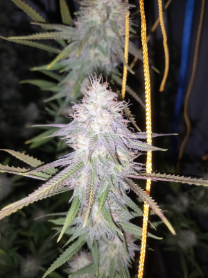 An image of Tarte Tatin