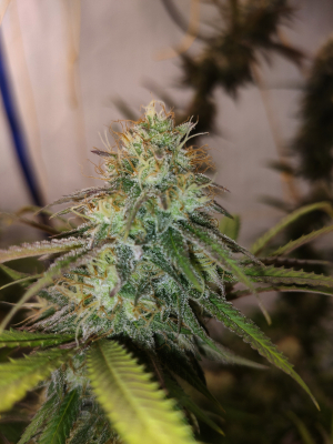 An image of Tarte Tatin