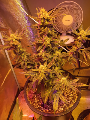 An image of Chem 4 Auto