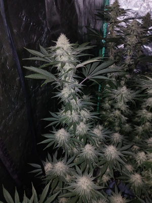 Image #07012610926892117