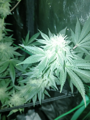 Image #07012611342759488