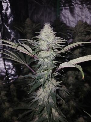 Image #07012685032215498