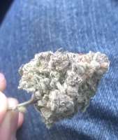 An image of Koji OG