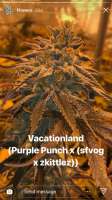 An image of Vacationland