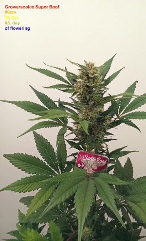 An image of Super Boof