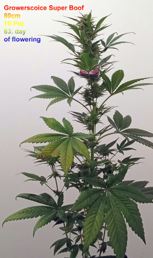 An image of Super Boof