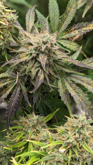 Image #11012606866623918