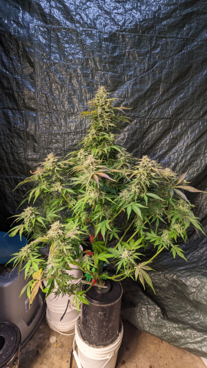 Image #11012653634689603