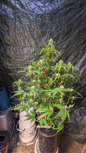 Image #18122555165798390