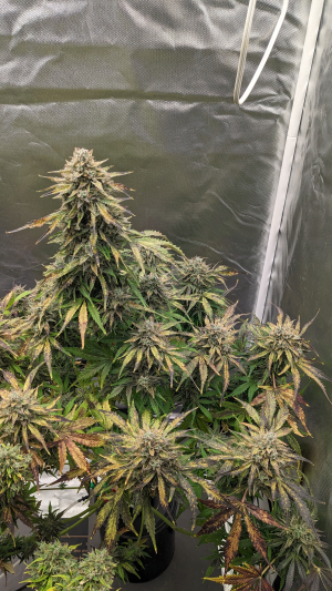 Krumbl's picture by Grolocup410