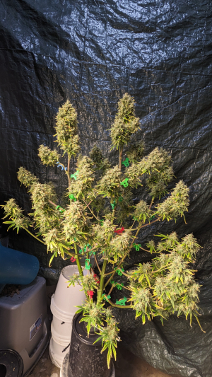 Grateful Med's picture by Grolocup410