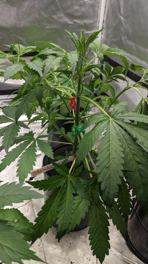 An image of Grateful Med