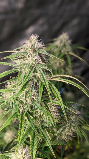 Grateful Med's picture by Grolocup410