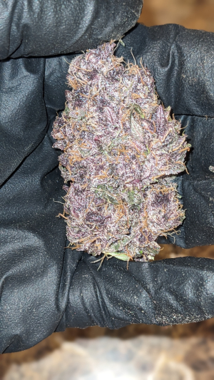 Image #11012695344994716