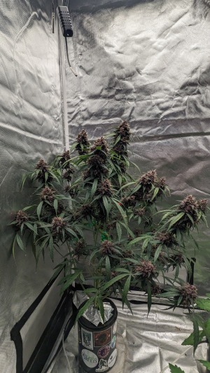 Image #13112553004089623