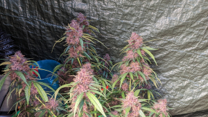 Image #13112571414752970