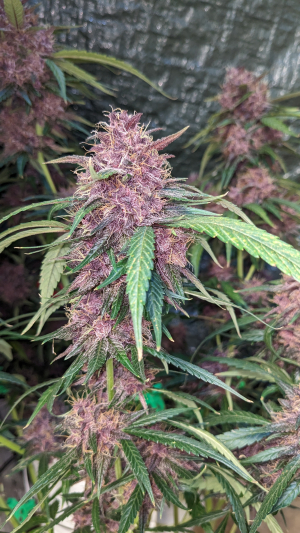 Image #13112586940319708