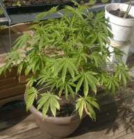 An image of Green Mountain Indica