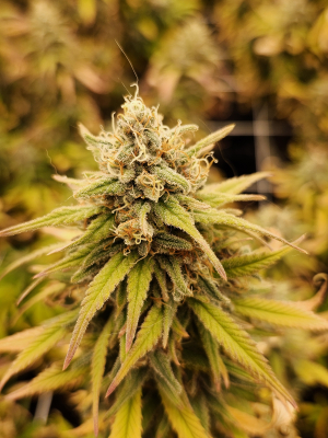 Image #24122505463881699