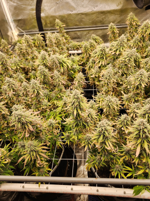 Image #24122512639808611