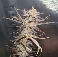 An image of Marra Kush