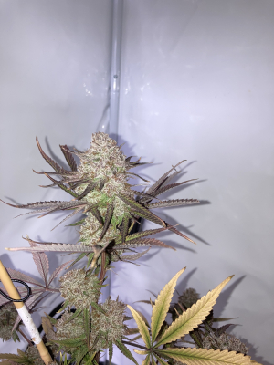 Image #16122537465702858