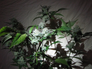 Blueberry Muffin's picture by 25organics